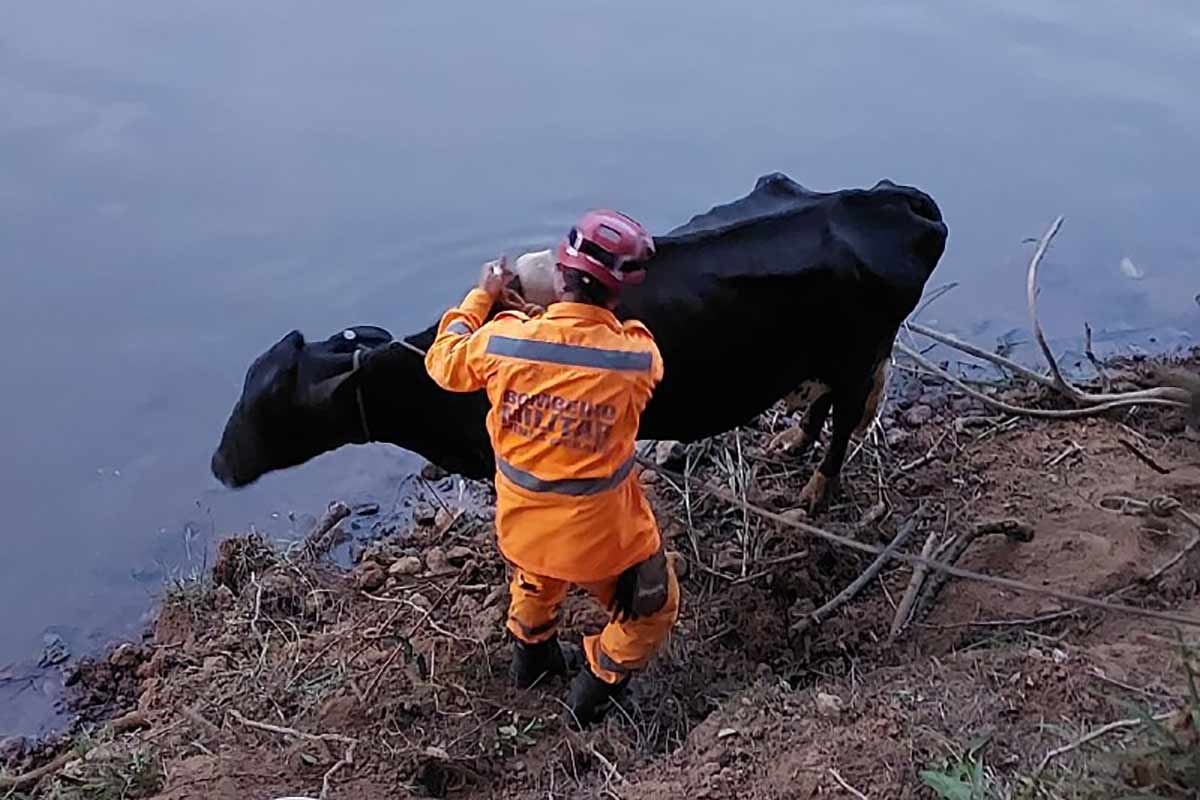 vaca resgatada em rio divulgacao corpo de bombeiros