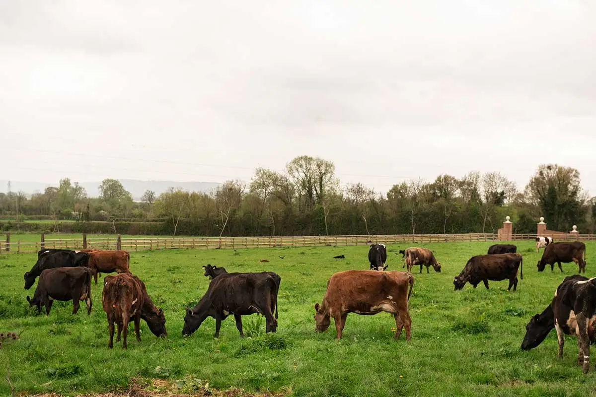 vaqueiro vacas fazenda