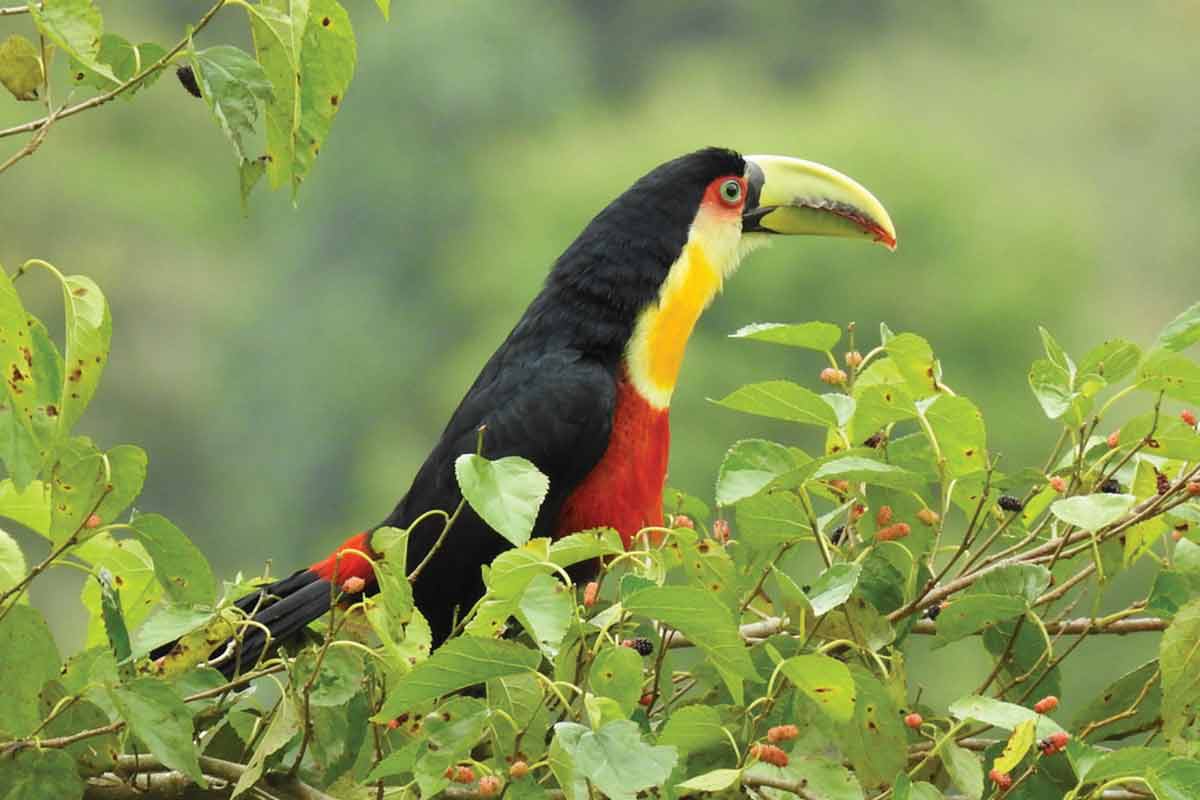 BIOSFERA---TUCANO-DE-BICO-VERDE---Teca-Resende