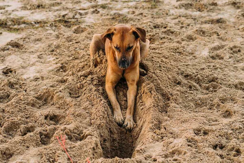 CACHORRO ESCAVANDO PEXELS