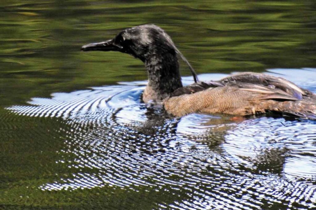 Pato-margulhão_-Teca-Resende