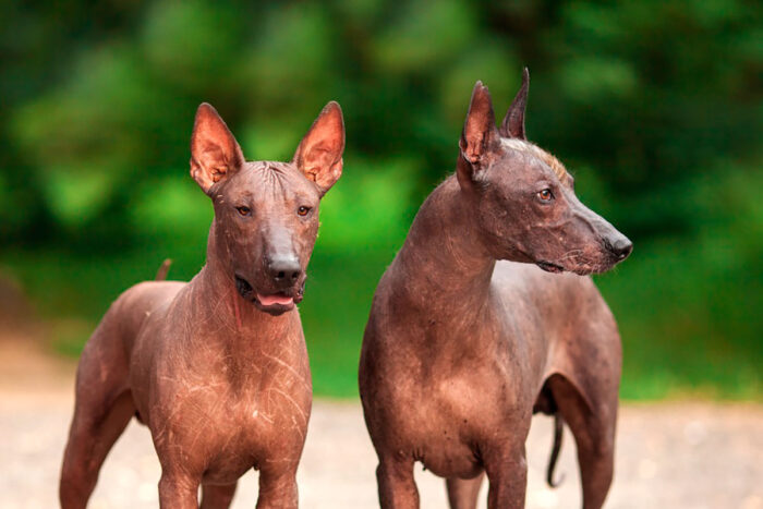 cachorro Xoloitzcuintli by racas de cachorro editada