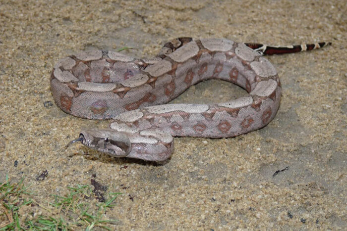 Pesquisadores descobrem nova espécie de jiboia nativa da Mata Atlântica