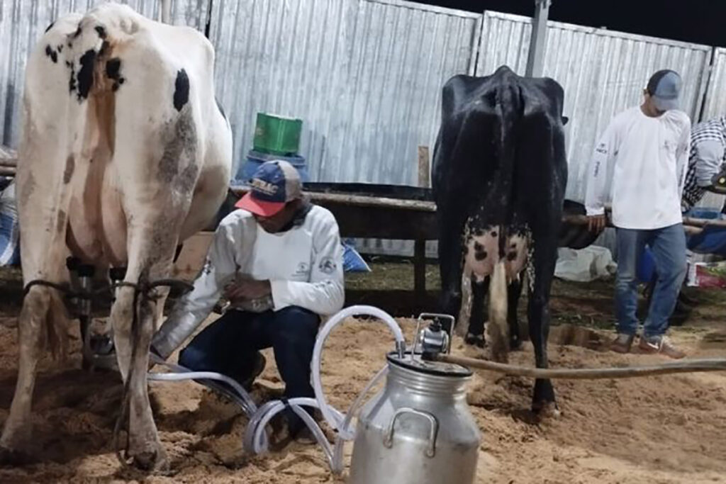 feira de gado leiteiro de torreões