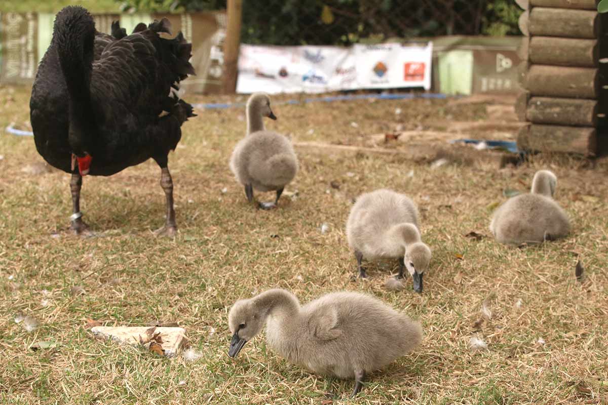 CISNES NEGROS FELIPE COURI 2