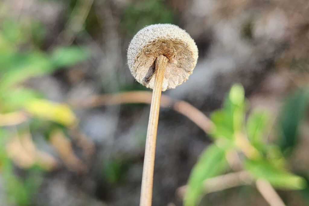 biosfera capa