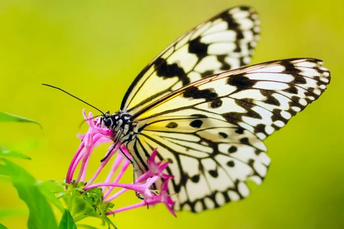 borboleta by pexels