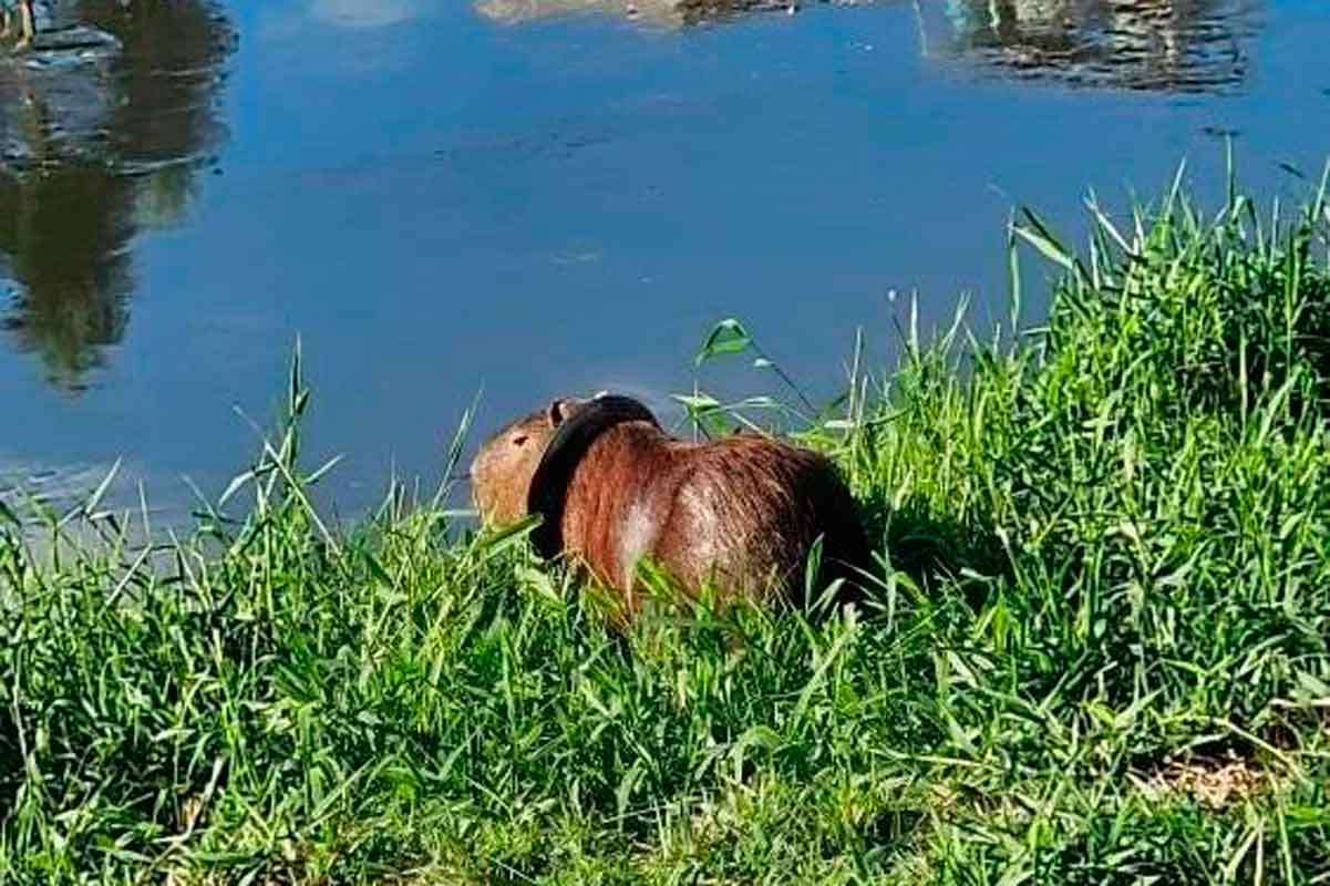 capivara pneu rio paraibuna