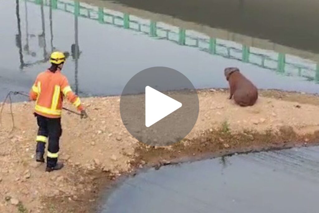 capivara pneu bombeiros reproducao1