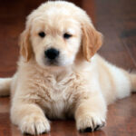 filhote golden retriever by freepik