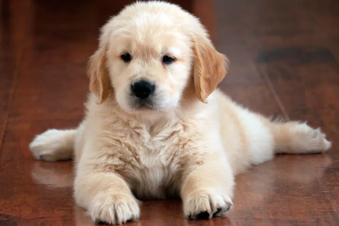 filhote golden retriever by freepik