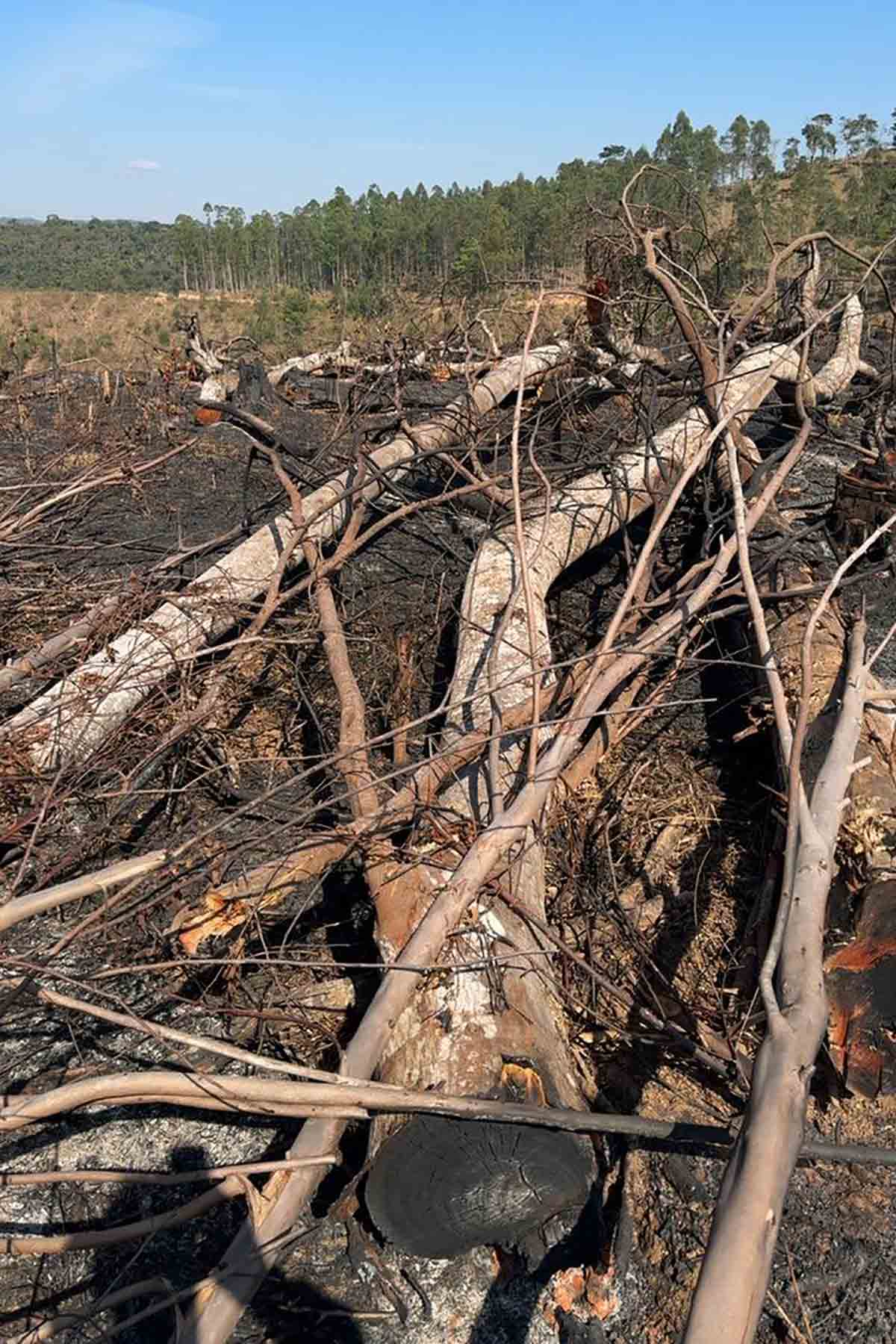 incendio em Cipotanea divulgacao policia militar do meio ambiente