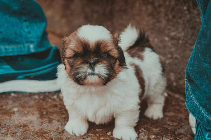 shih tzu by pexels