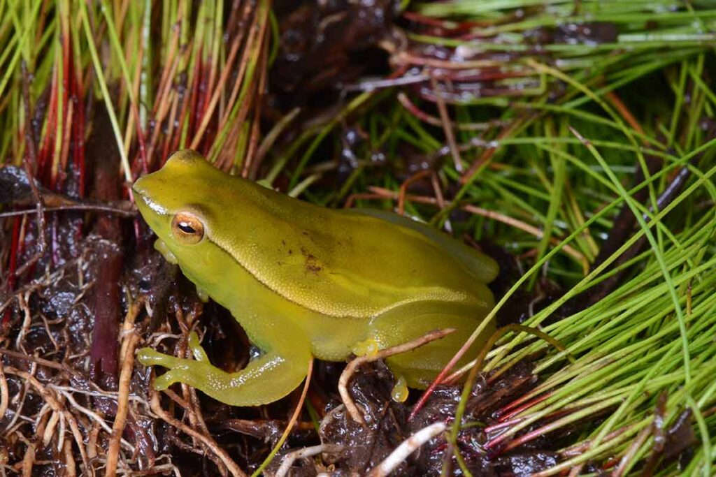 População de perereca ameaçada de extinção é identificada em Bom Jardim de Minas