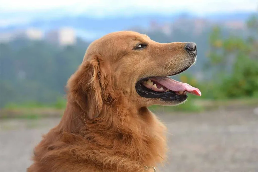 Veja 8 sinais de que seu cachorro está se tornando idoso