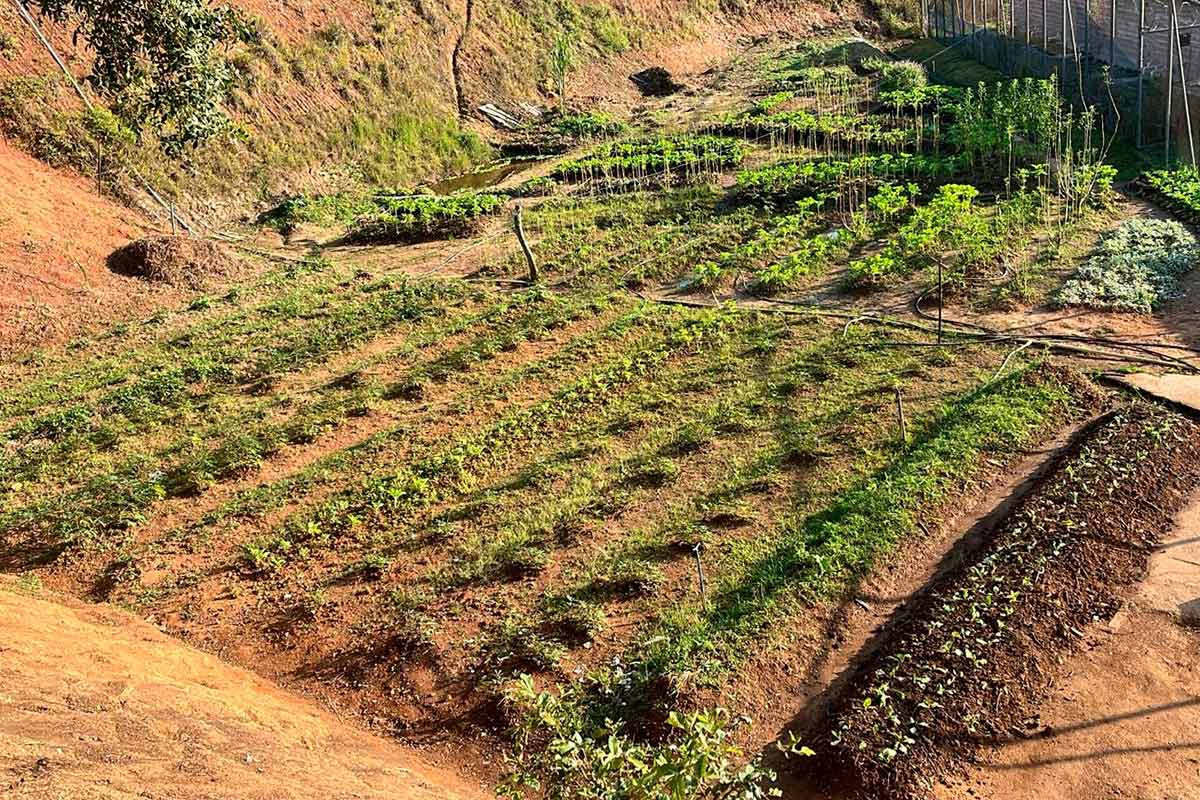 Parceria promove ressocialização por meio do cultivo de horta em Juiz de Fora