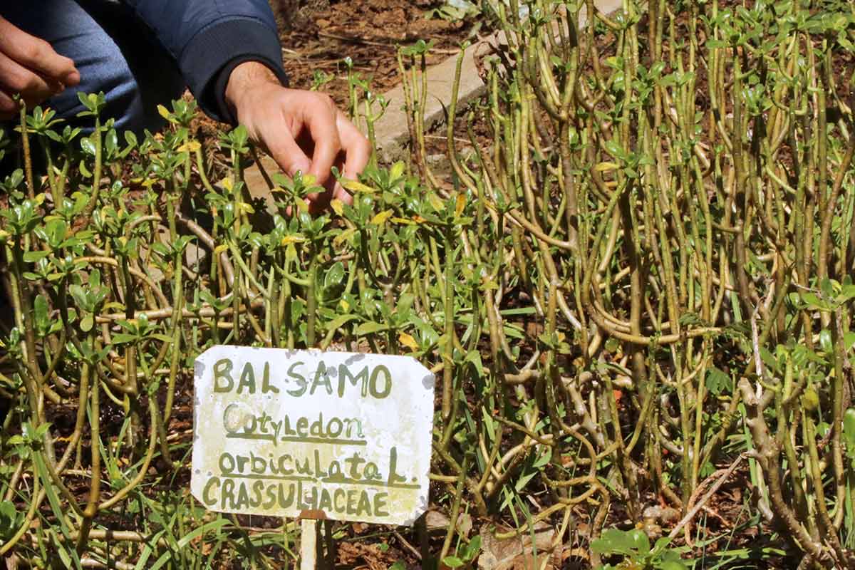 Plantas medicinais