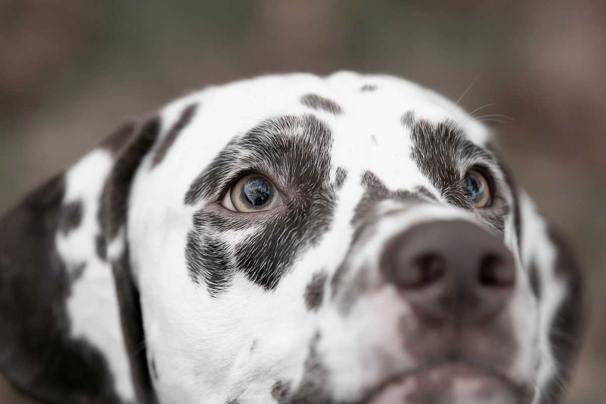 especial pet dalmata