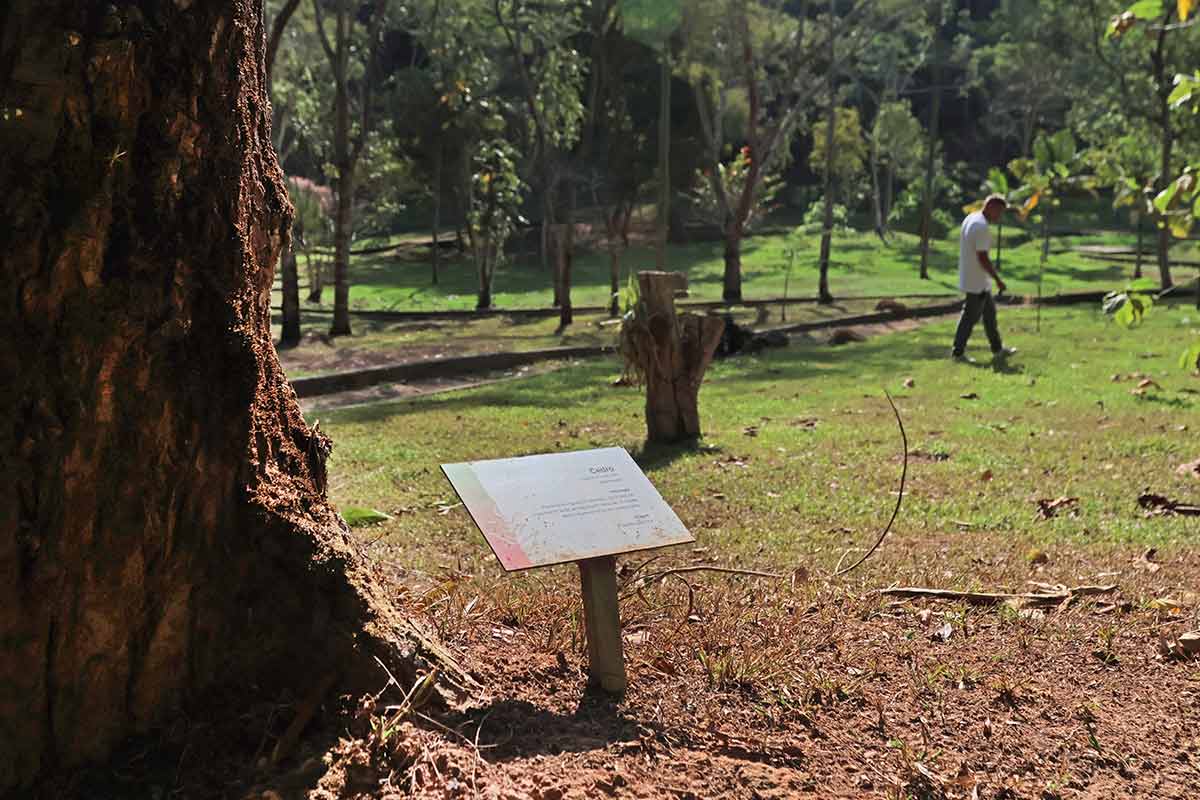 Jardim Botânico recebe sementes de espécies ameaçadas para projeto de reflorestamento