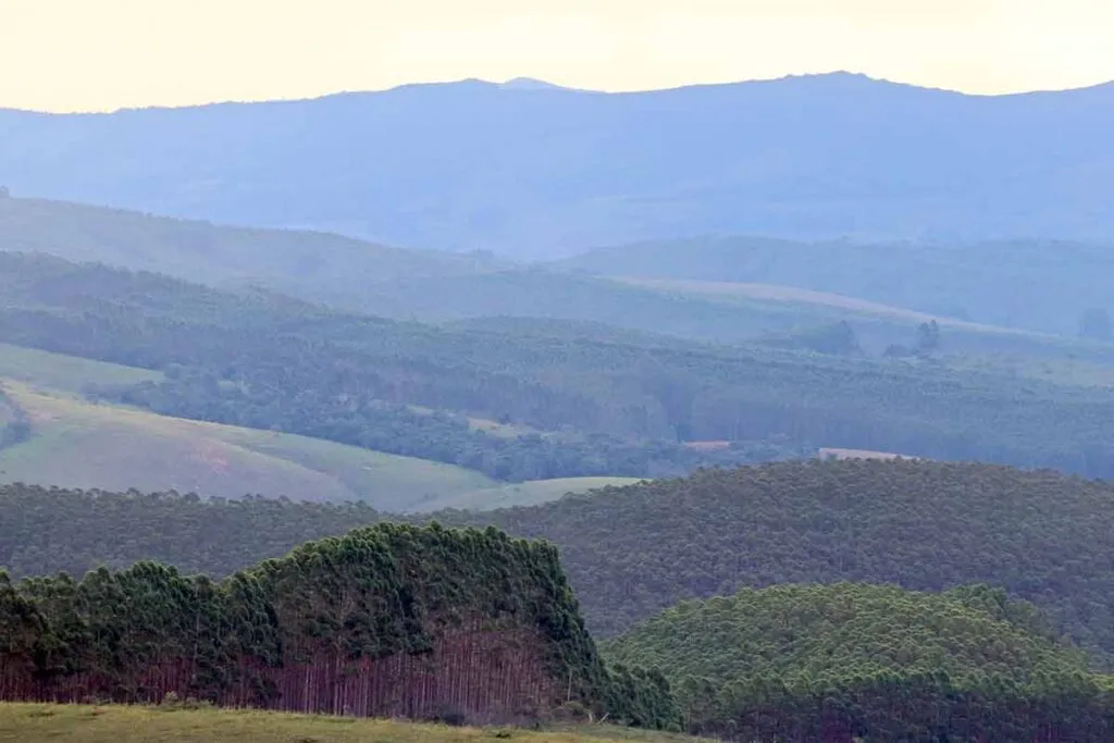 Silvicultura: entenda o que é o cultivo de árvores com fins comerciais