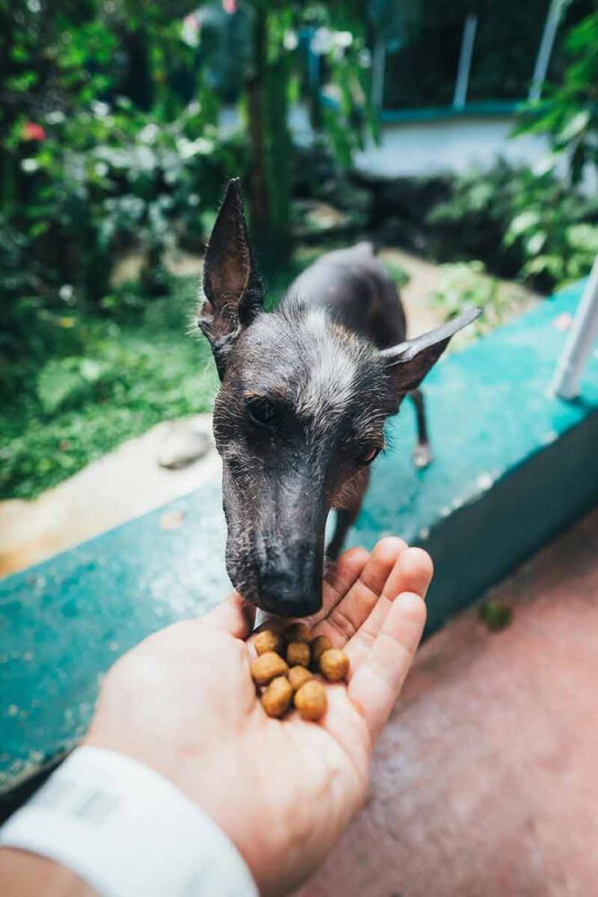 Confira 8 cuidados ao mudar a ração do cachorro ou do gato