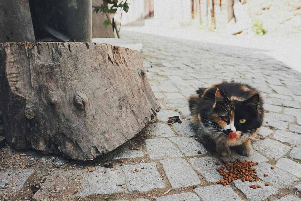 Confira 8 cuidados ao mudar a ração do cachorro ou do gato