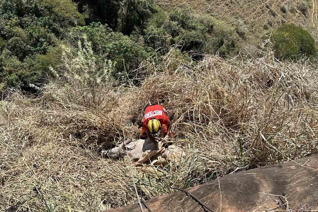 bezerra resgatada leopoldina corpo de bombeiros 3