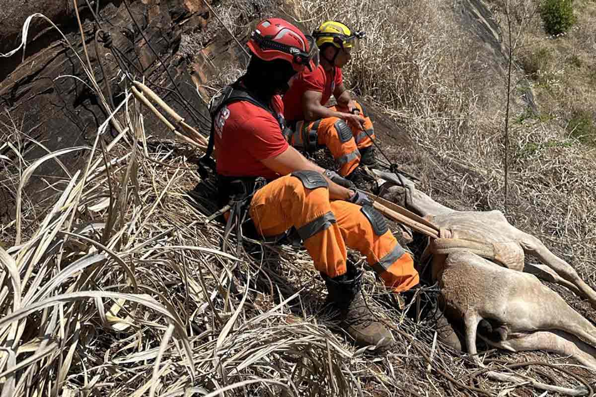 bezerra-resgatada-leopoldina---corpo-de-bombeiros-(4)