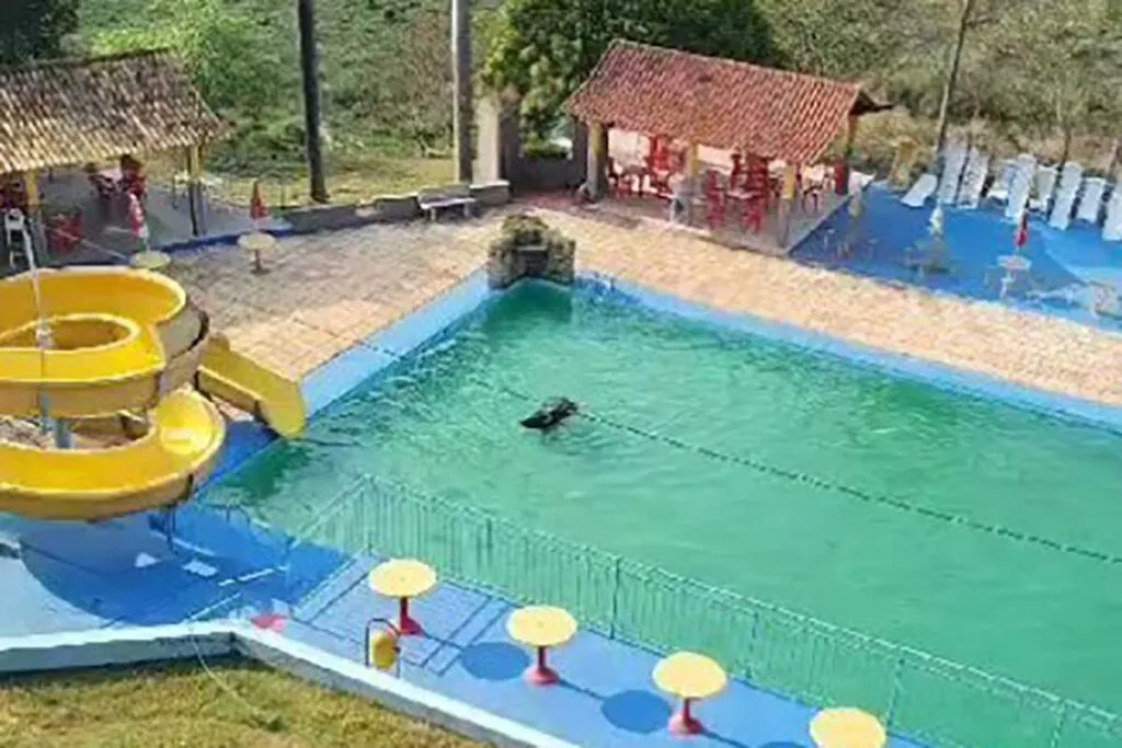 bufalo na piscina divulgacao corpo de bombeiros 2