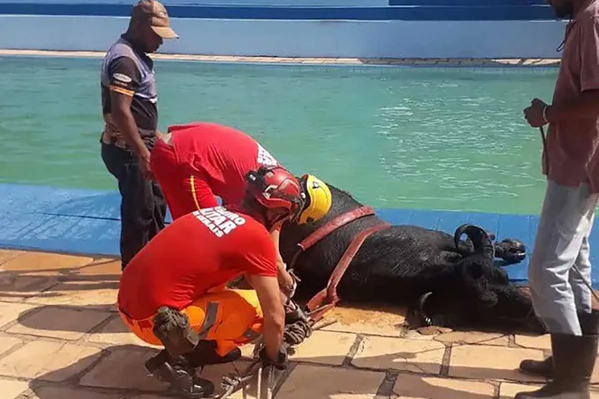 bufalo na piscina divulgacao corpo de bombeiros 3