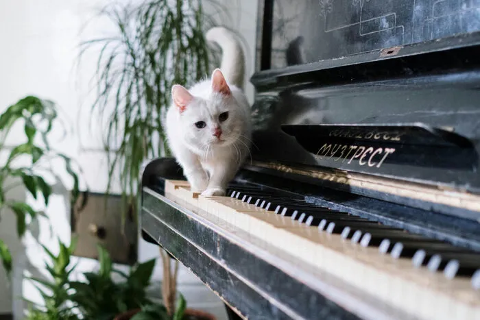 gato piano by pexels