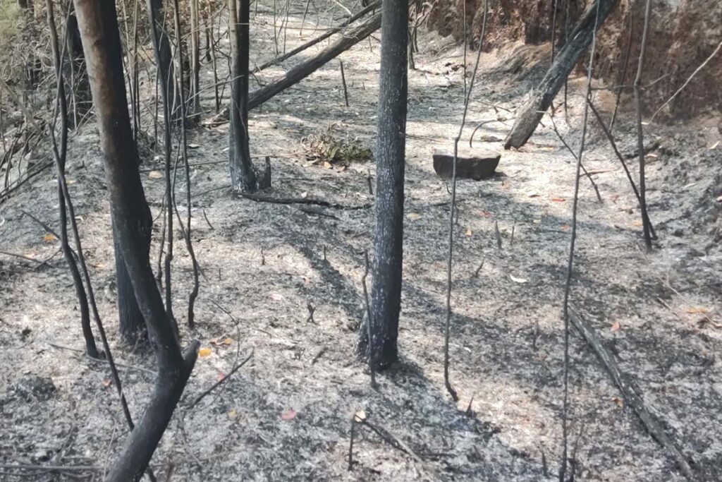 Incêndios: PM de Meio Ambiente já registrou 46 casos em setembro de 2024