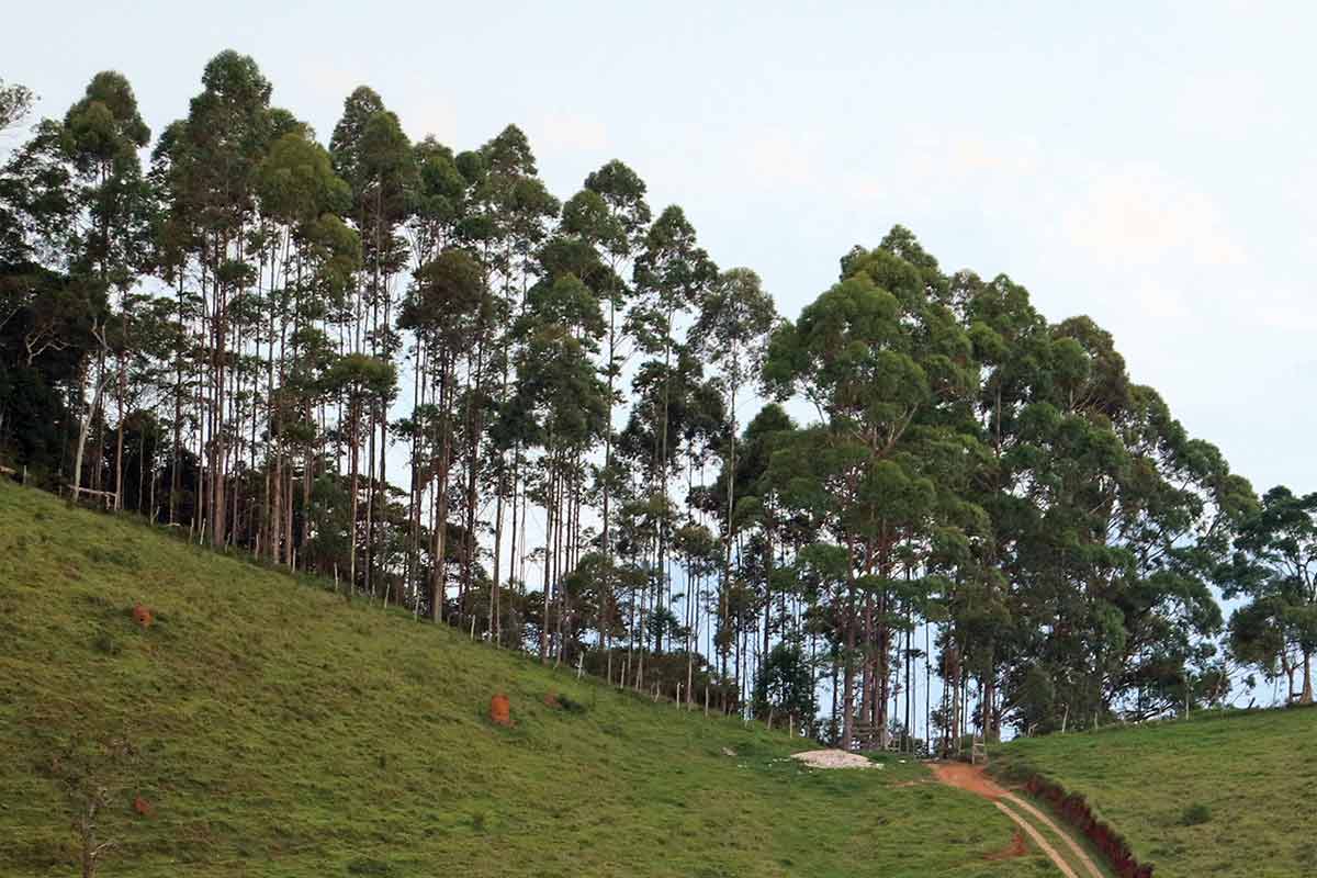 Silvicultura: entenda o que é o cultivo de árvores com fins comerciais