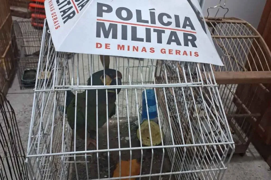 arara maracanã e pássaros apreendidos em Santos Dumont