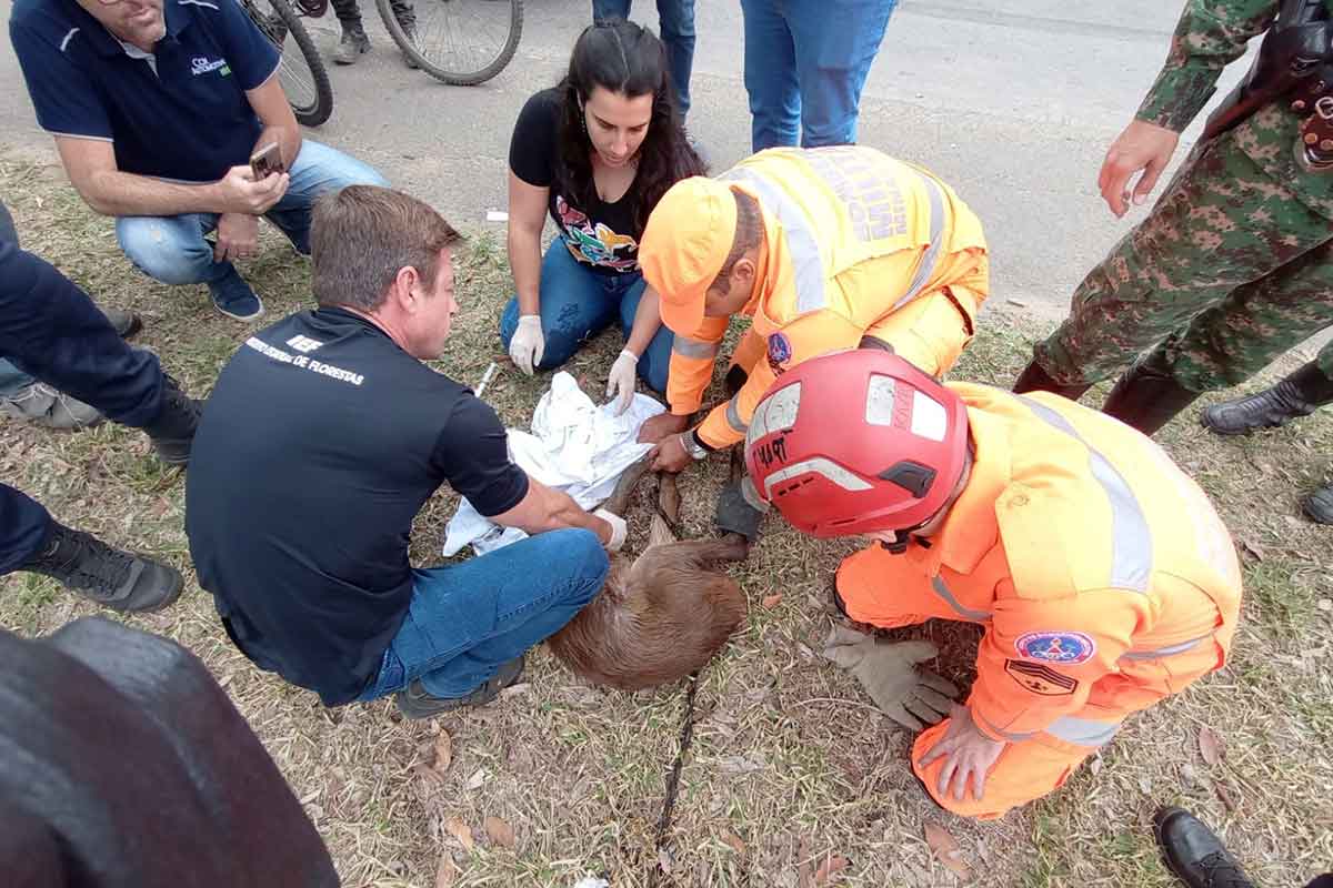 veado resgatado 3 divulgacao corpo de bombeiros