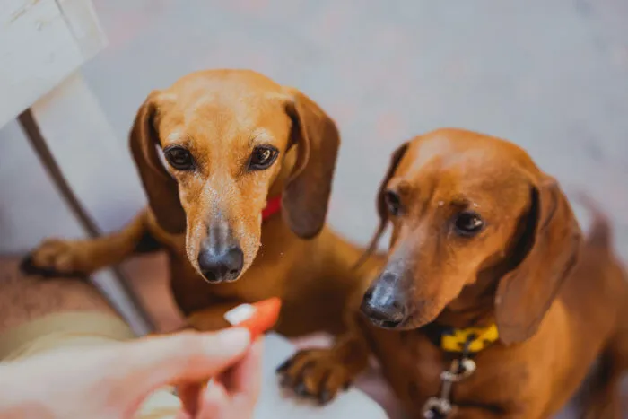 cachorros petisco by pexels