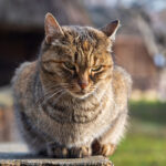 gato idoso by freepik