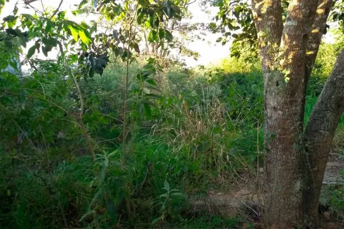 Lote abandonado no Bairro Sao Geraldo preocupa moradores com perigos a saude e seguranca