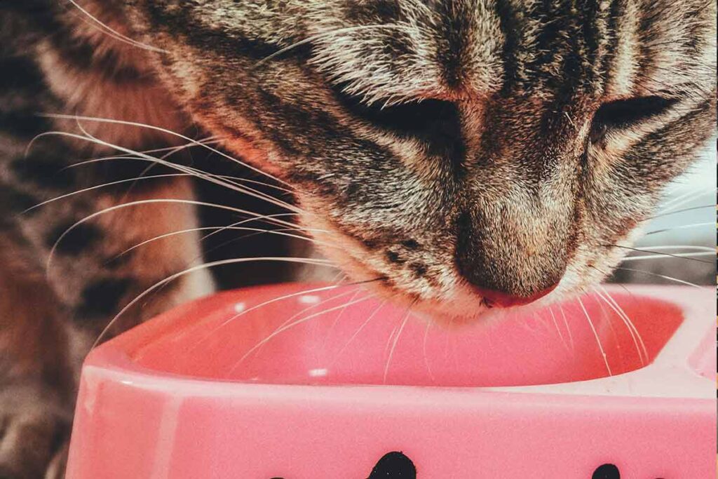 Gato comendo Pexels