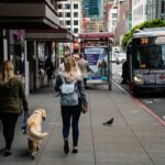 Vai passear pela primeira vez com seu cachorro na rua? Veja 10 cuidados que você deve tomar