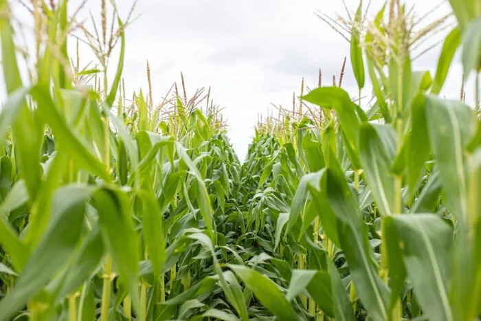 Justiça condena empresa a indenizar agricultores de cidade mineira em mais de R$ 2,1 milhões