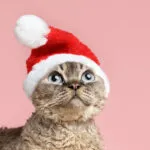 gato natal by freepik