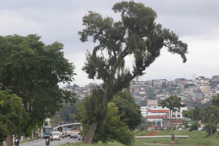 Árvores em Juiz de Fora: Bombeiros registram quase 350 ocorrências em 2024