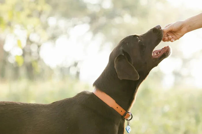 cachorro petisco by pexels