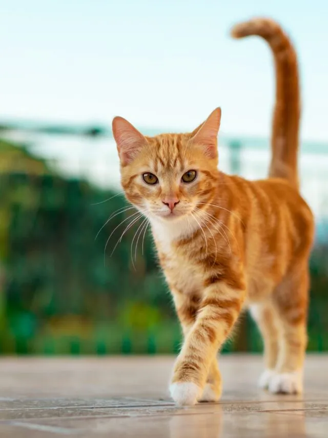 Veja maneiras de incentivar os gatos a beberem água