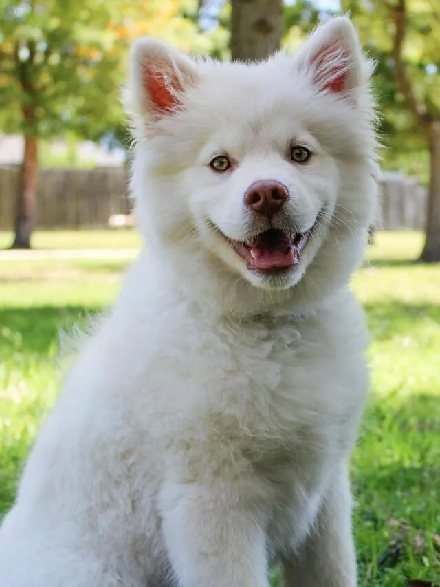 Tosa animal é recomendada para amenizar o calor em cachorros?