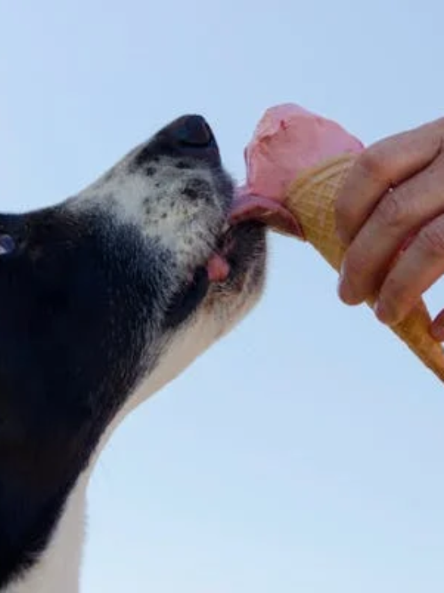 Veja 5 dicas para manter o cachorro no peso adequado