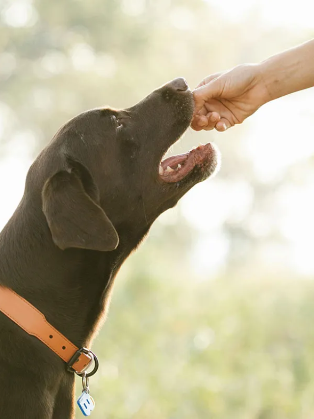 Confira 8 cuidados ao oferecer petiscos aos animais de estimação