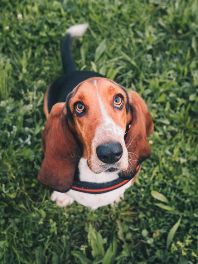 Confira 9 diferenças entre as raças beagle e basset hound