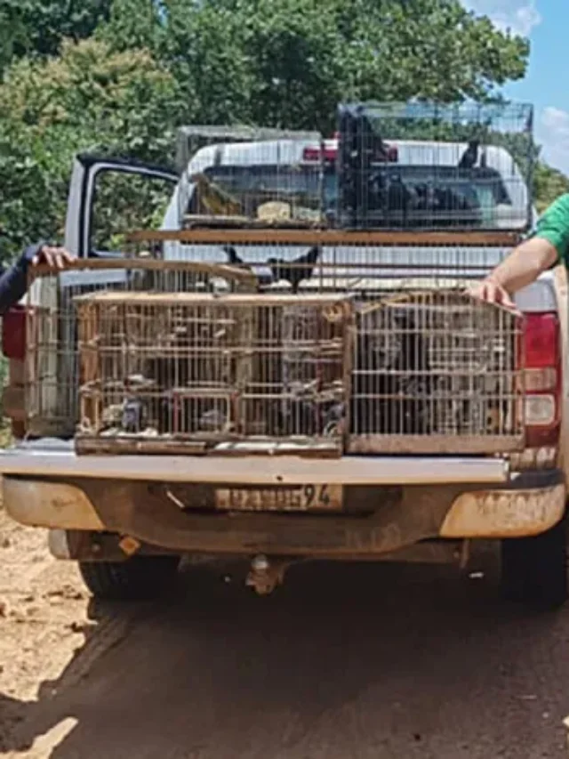 Líder de grupo que capturava pássaros silvestres é preso com cerca de 360 aves e multado em mais de R$ 620 mil em Minas